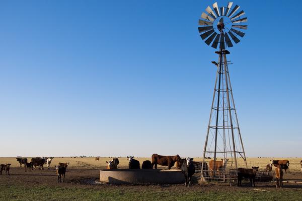 Cattle on a ranch